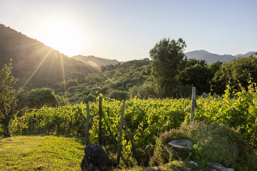 Golden hour over Triano's vineyard